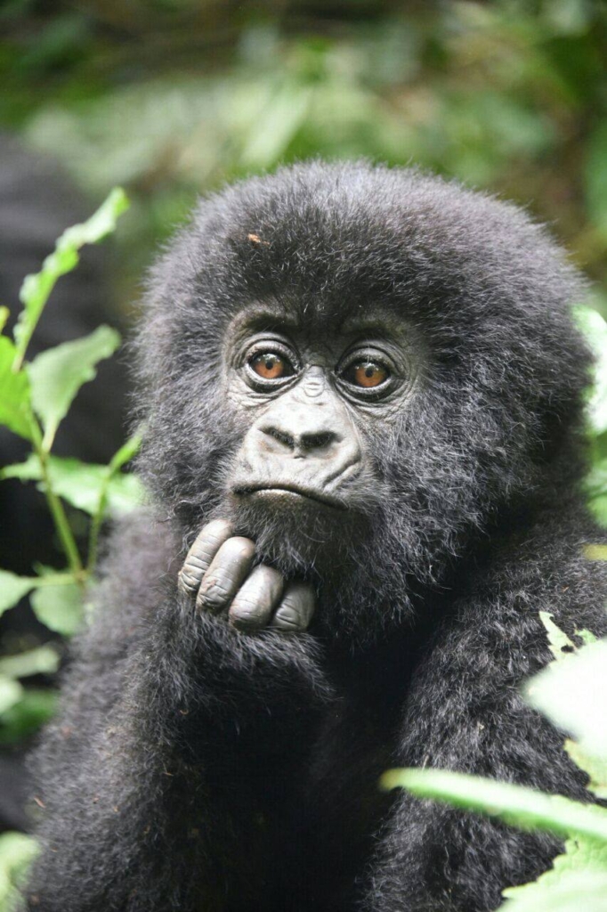 Gorilla at the Congo Rainforest Park